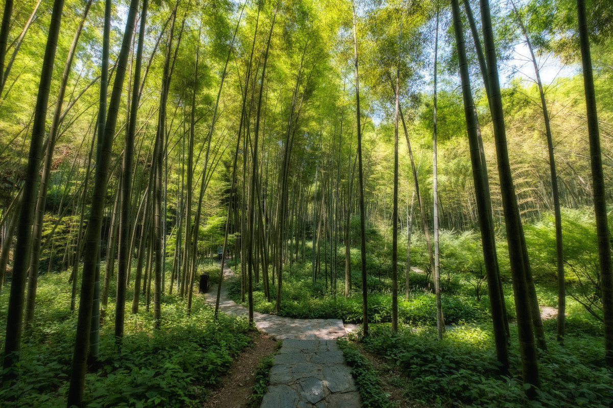 踏青赏花,瀑布竹林,桂林六塘船岭竹海一尘不染