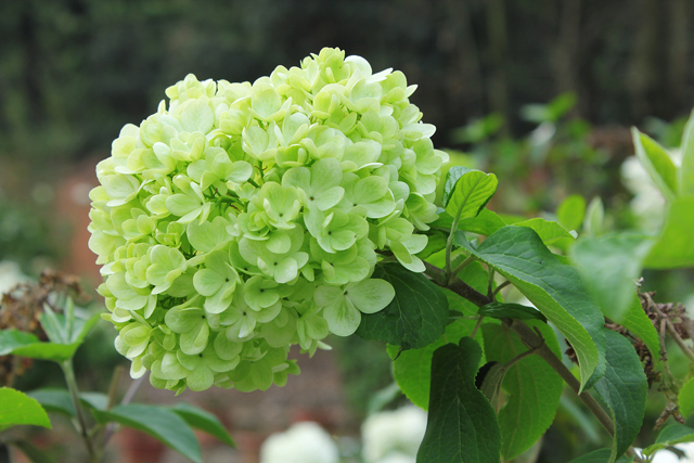 木绣球(绣球荚蒾)的花色变化先由刚出来的青色渐变为绿色,随后变为纯
