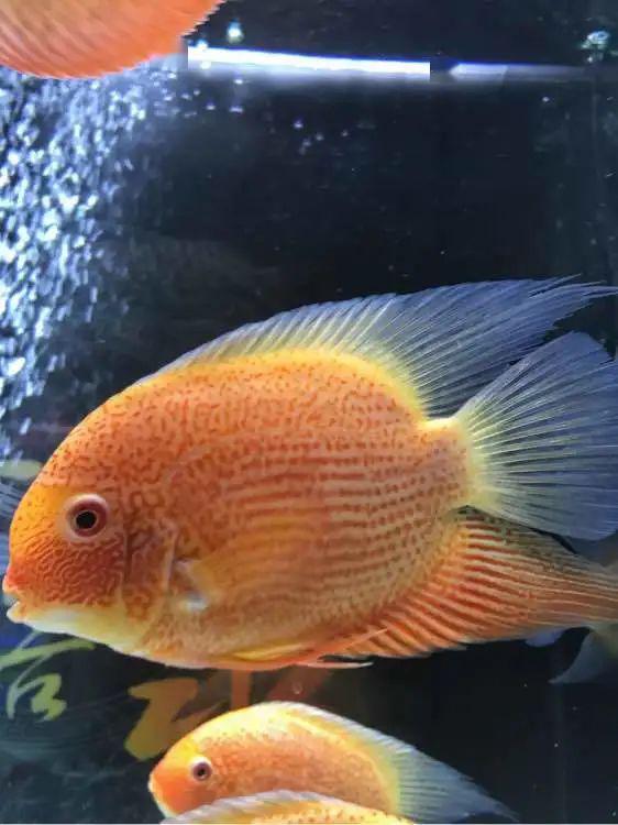 养了两年的的喷点菠萝鱼非常鲜艳和喜气