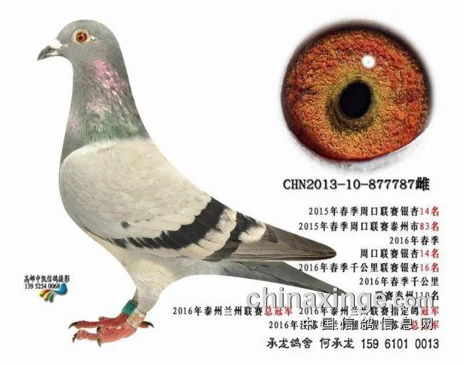 江苏超远程联赛最快归巢鸽