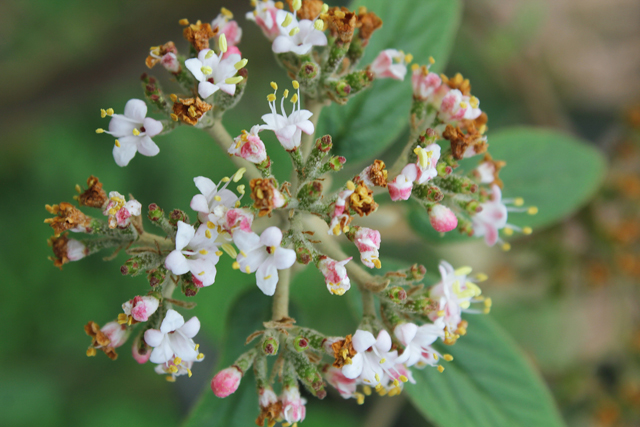 春天来了荚蒾花开了成都市植物园等你来赏花