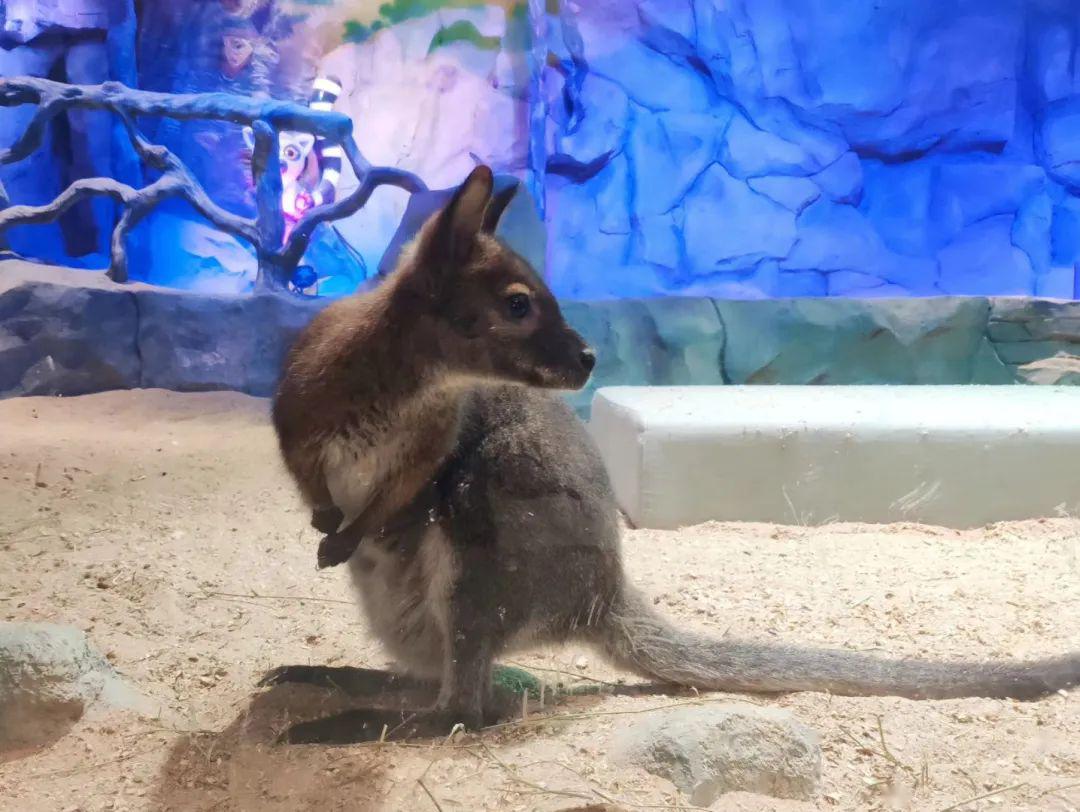 金鹰动物世界3月28日开园啦更有儿童免费等福利等你来所有人