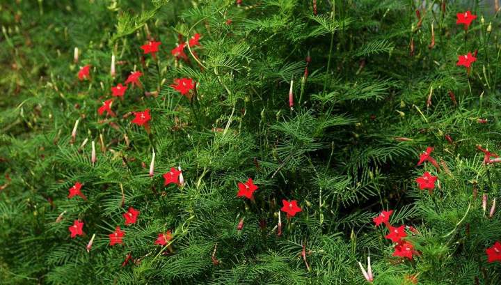 具有很多分枝,叶片呈卵圆心形状,着花比羽叶茑萝要多,花大多是桔红色