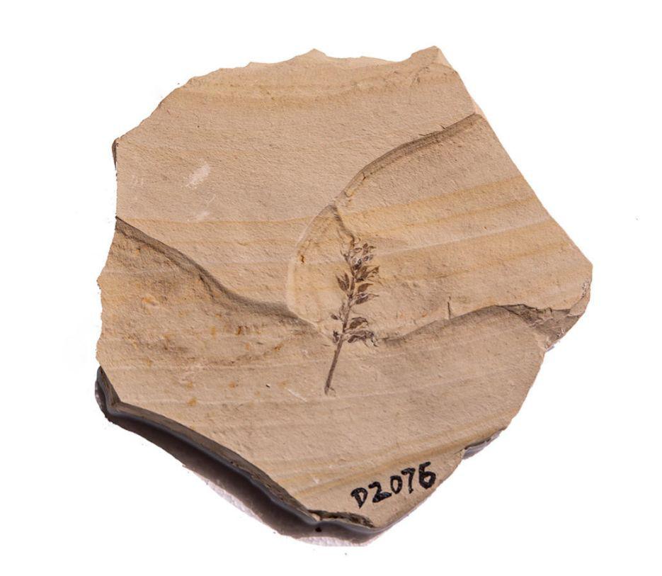 展览不打烊大连自然博物馆科普达人线上讲展七十七辽宁古果