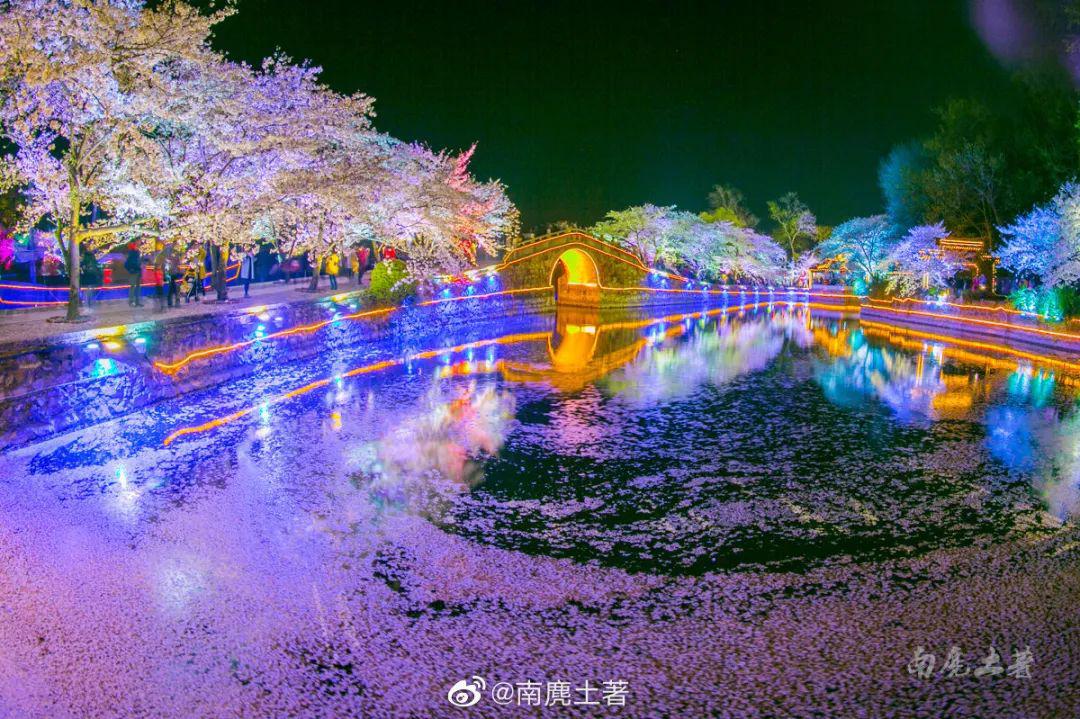 这里有春天最好看的樱花你那里有吗