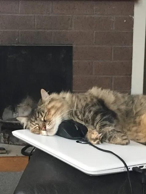 日本网站分享猫咪睡觉时的搞笑照片能看出来真的很困了