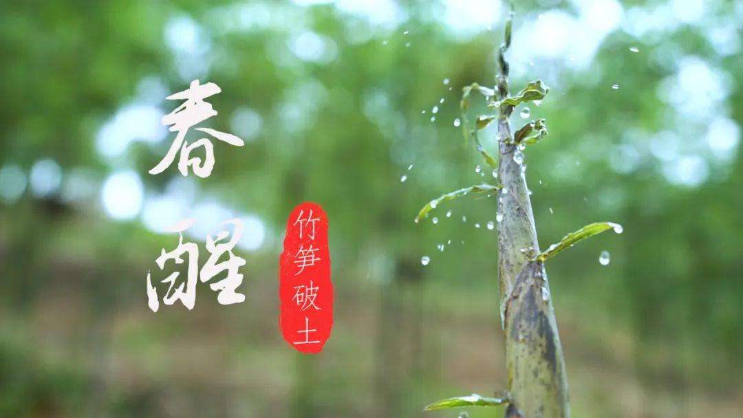 肇庆春园风物好竹笋破土时▏春醒