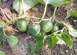 農村隨地可見的8種野菜,營養又抗癌超出了想象,比蒲公英好100倍_拉拉