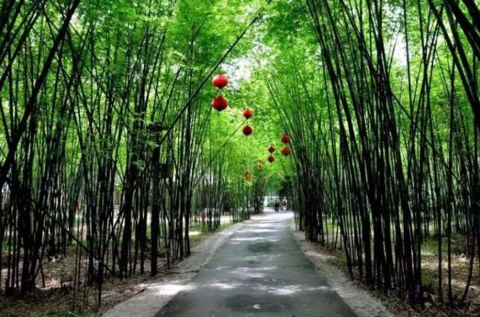 原创广东最大的紫竹林,就藏在这一公园内,走进日系小岚山竹林