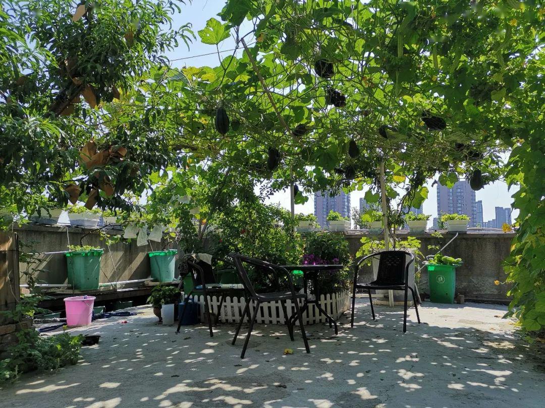 一场疫情让我们发现了有块菜地的重要性