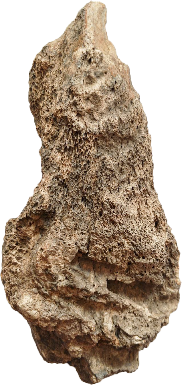 品相精致,天然的山水纹理和明显的蜂窝状,这在恐龙化石中级别是非常高