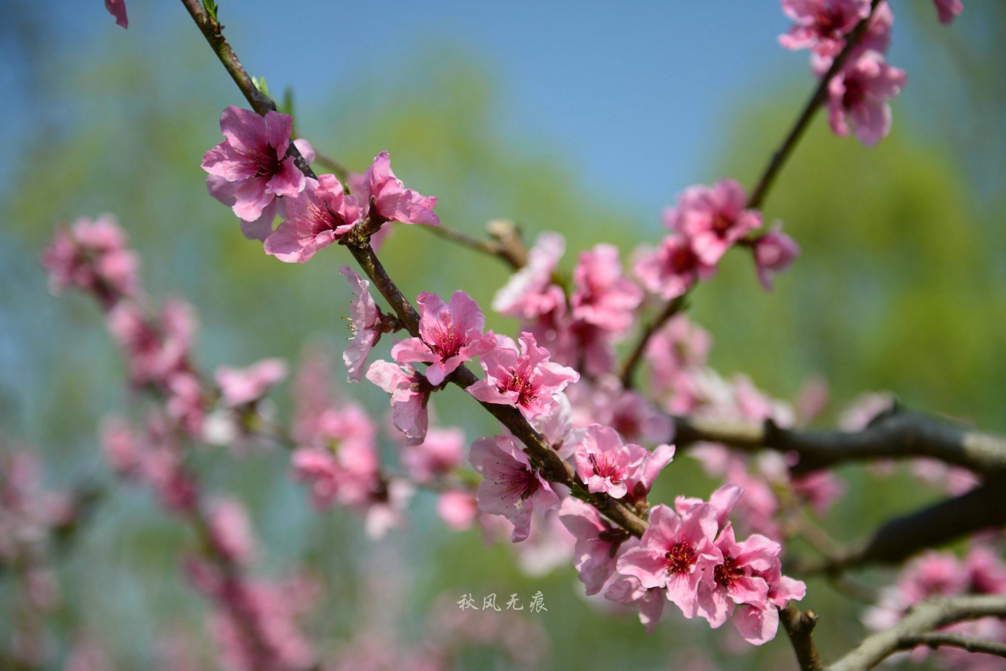 三月桃花 电视剧图片