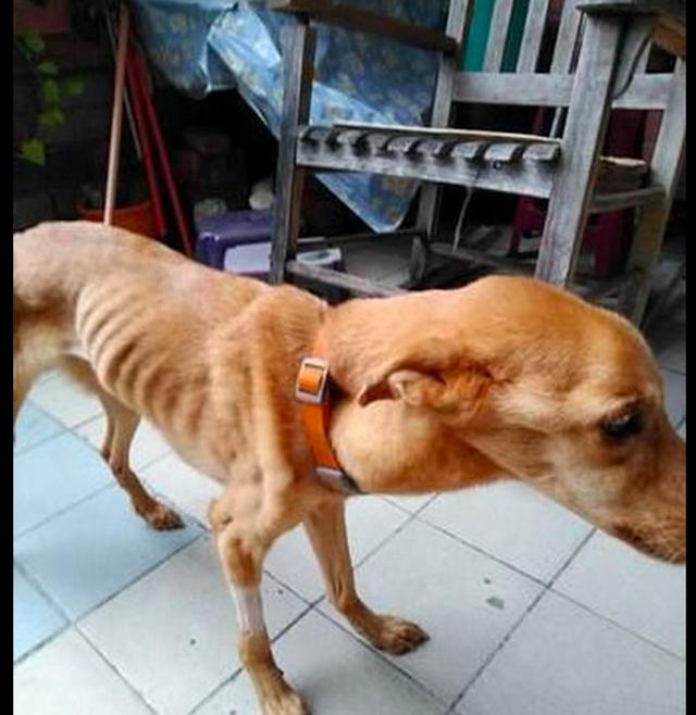 狗狗患罕见疾病吃不下饭,几天瘦成皮包骨,主人依然对它不离不弃_璐璐