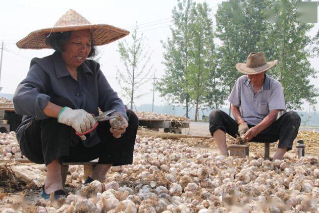 今年大蒜价格行情如何农民种植一亩大蒜能获得多少利润