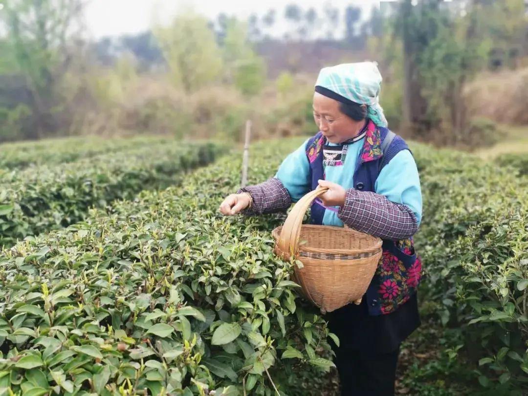 安顺茶园添新绿春茶采摘忙