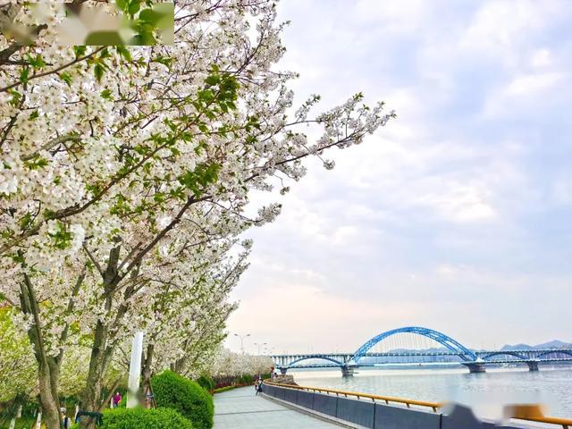 滨江樱花图片