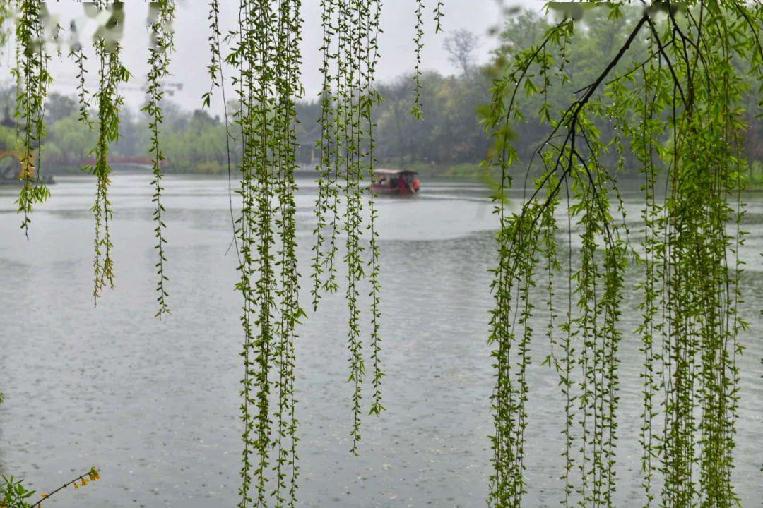 烟花三月下扬州|寻一处静谧,赶一场春雨……最新雨景图出炉!_柳丝