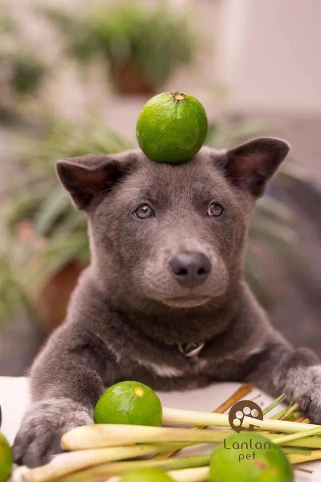 据说是蓝猫和二哈的混血宝宝这只越南小狗凭表情包火遍全网