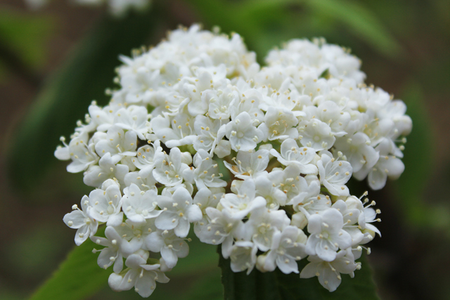 春天来了荚蒾花开了成都市植物园等你来赏花