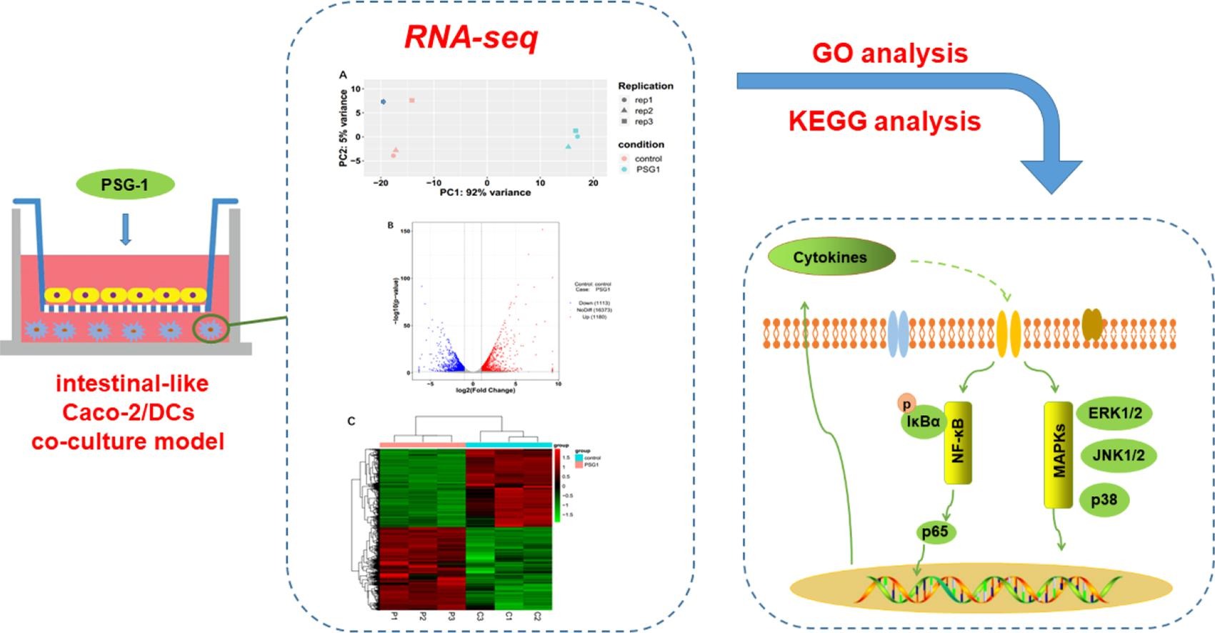 -like caco-2/dcs co-culture model based on rna-seq技术手段