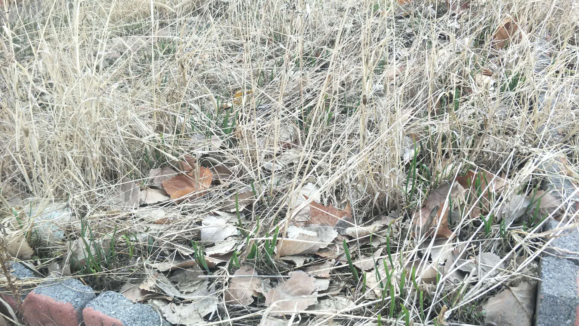 只是满目枯草,弯腰定睛一看,在杂乱的枯草丛中居然透着点点绿色,是