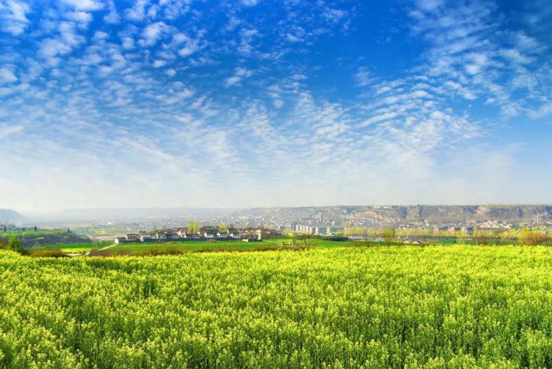 第五届武功古城油菜花旅游节今日盛大开幕