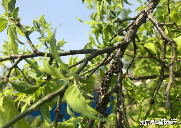 球坚蚧其实是蚧壳虫的一种,它的种类有很多,常见