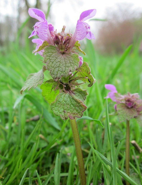 原创农村常见的宝塔草状如华盖小植物也有大能量