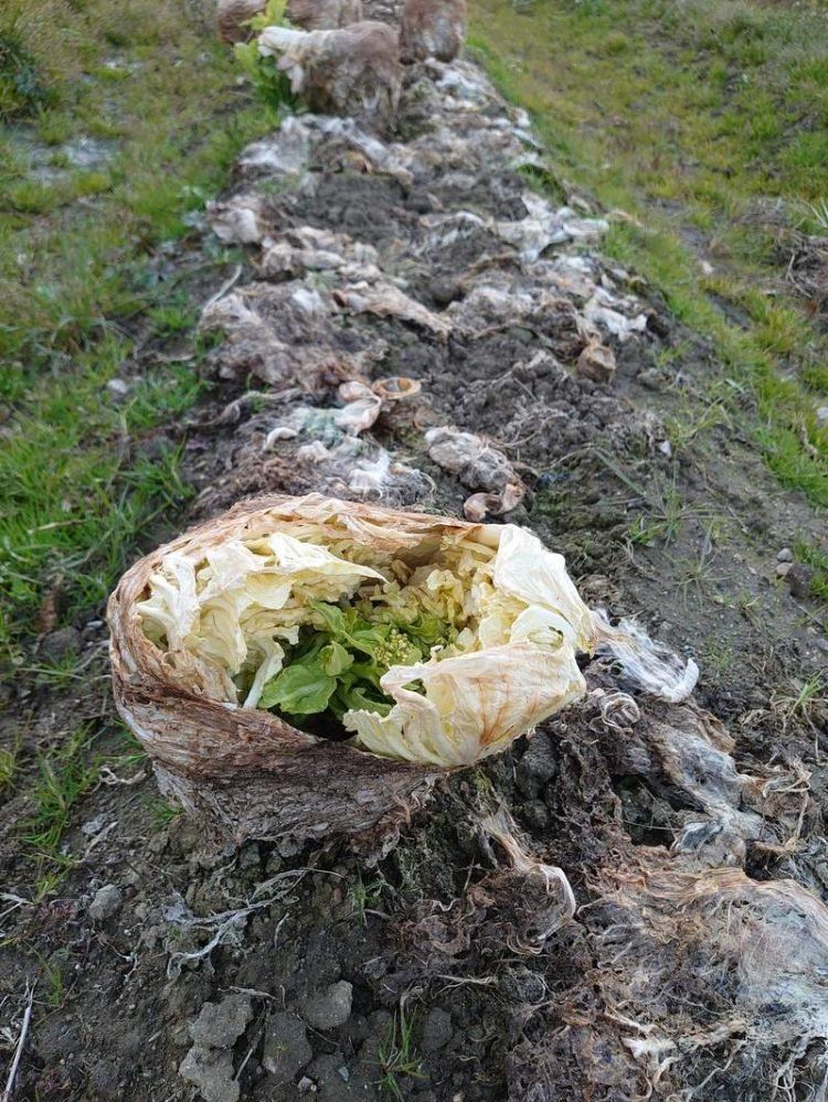 看得我渾身都起雞皮疙瘩了_大白菜