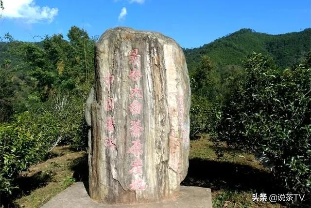 原创福鼎白茶开茶节在即全国多处白茶产地纷纷摩拳擦掌