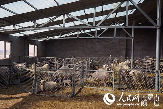 今年乌拉盖草原直到3月20日气温才逐渐回升,吉日格图走进羊舍,来到"揣