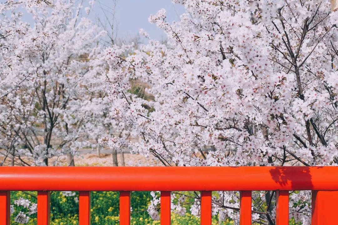 沂水花彩小镇花朝节图片