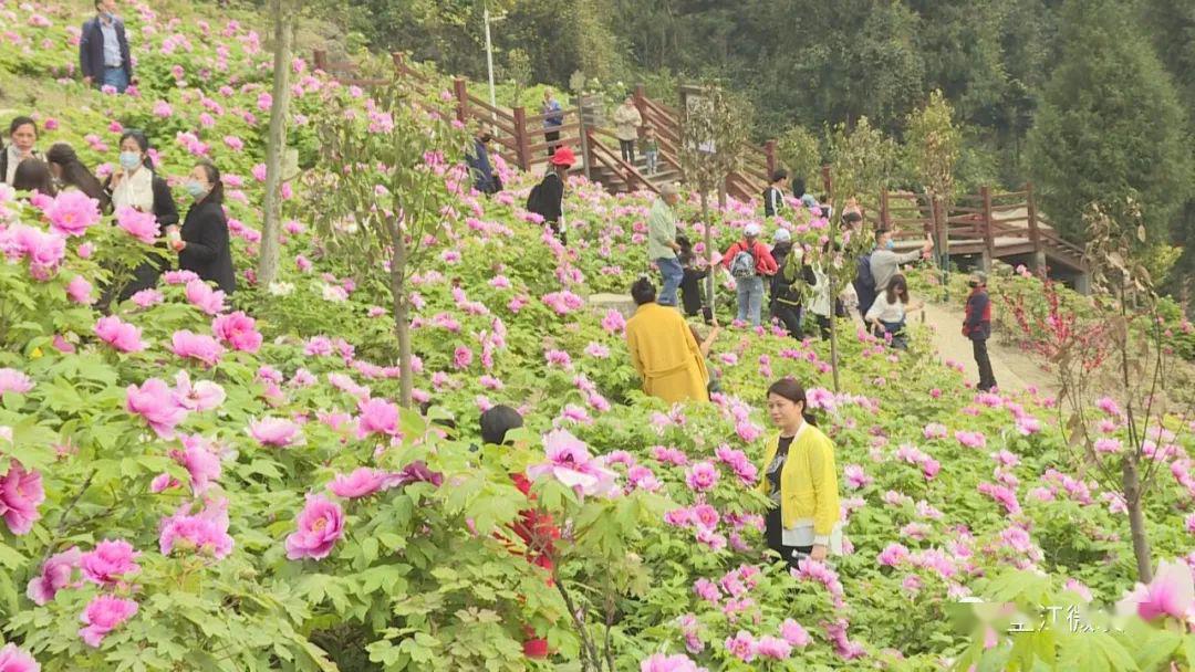 牡丹花開,自駕賞花成熱潮!建議車輛這樣走↓↓↓_墊江