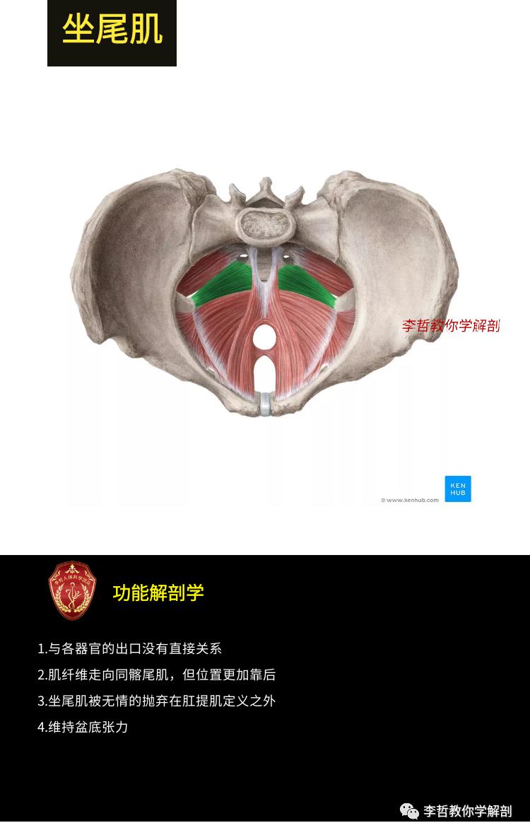 盆底肌的功能解剖学破解10大盆底肌肉的秘密