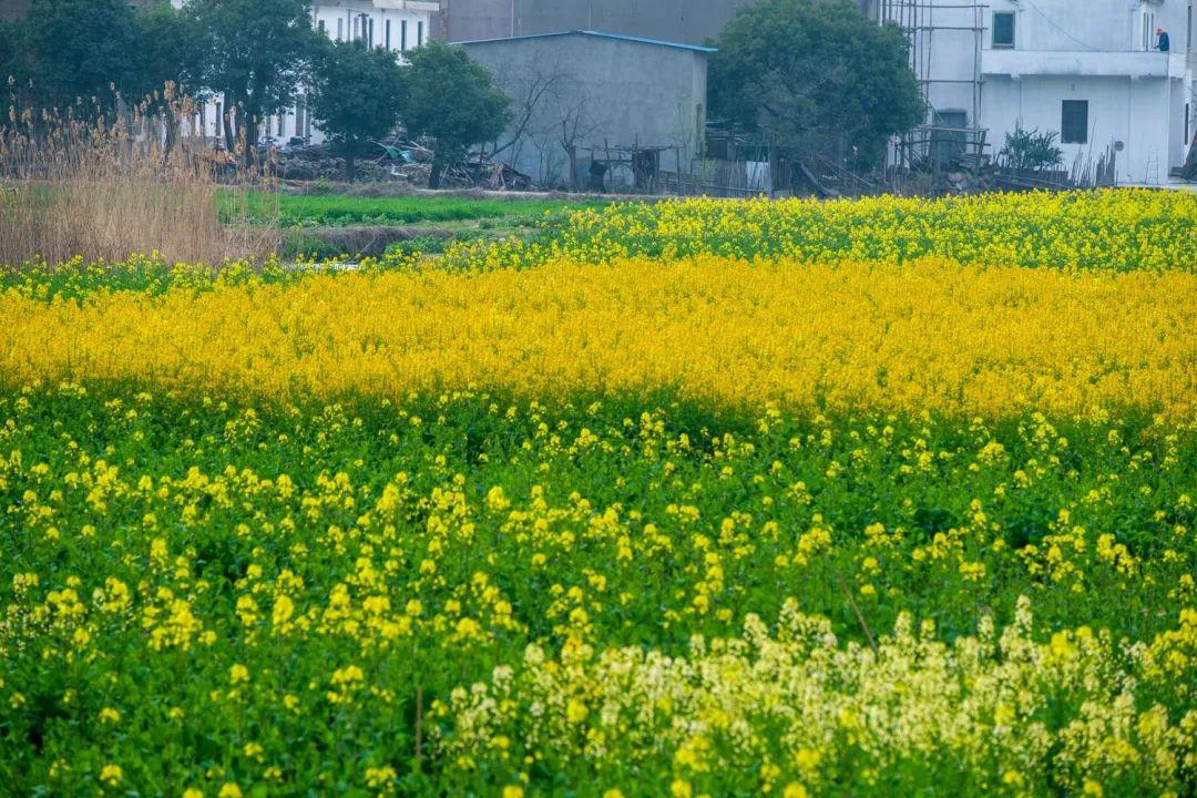 桃花紅梨花白菜花黃這個週末來一趟獅山湖之旅