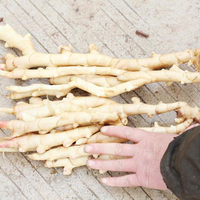 它是阆中特产的菜中之祖历史可追溯至清代却只能做调味品