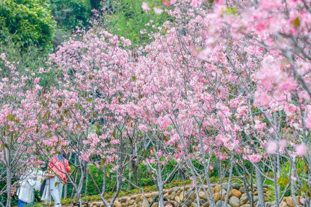 粉色云彩广州樱竞相绽放山间道路两侧樱花谷吸引了大量市民前来游玩