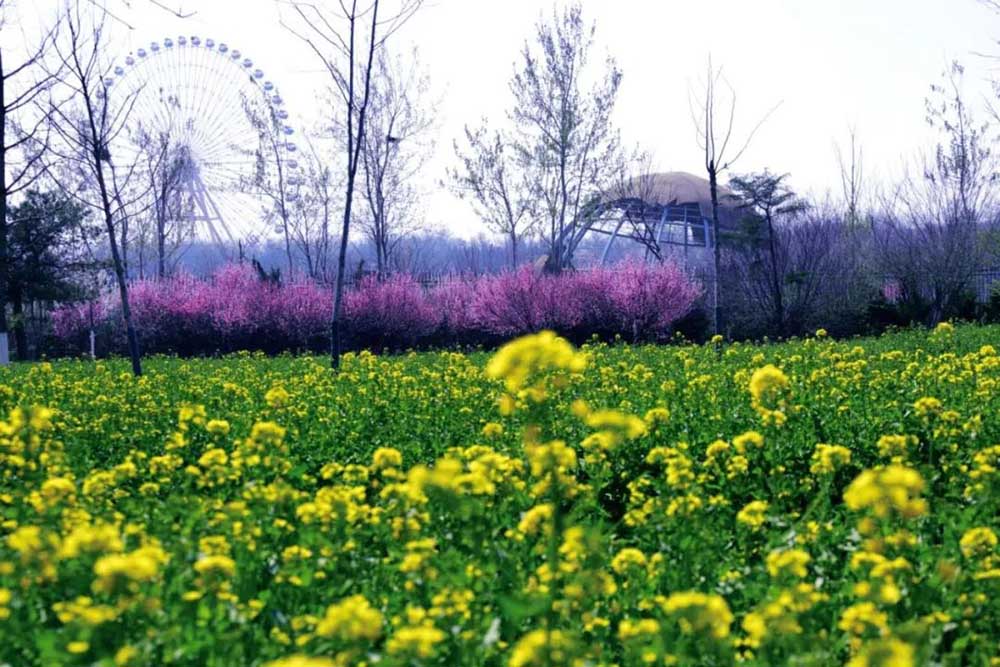 原创春暖花开,济南赏花就去这些地儿,不用远行,到近郊寻春去