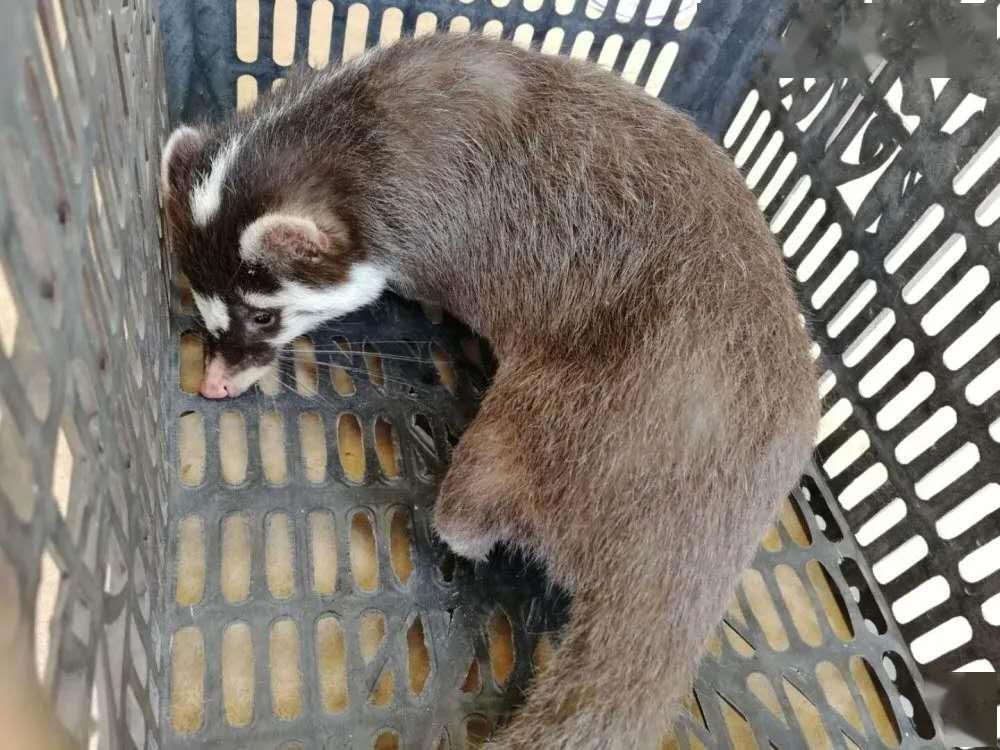 嘴巴像猪,脸像老鼠,是鼬獾没错了.