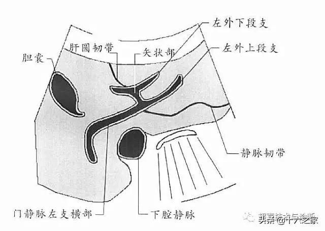 经第一肝门切面超声门静脉分支结构以下图片来源百度文库@孙琦囡张梓