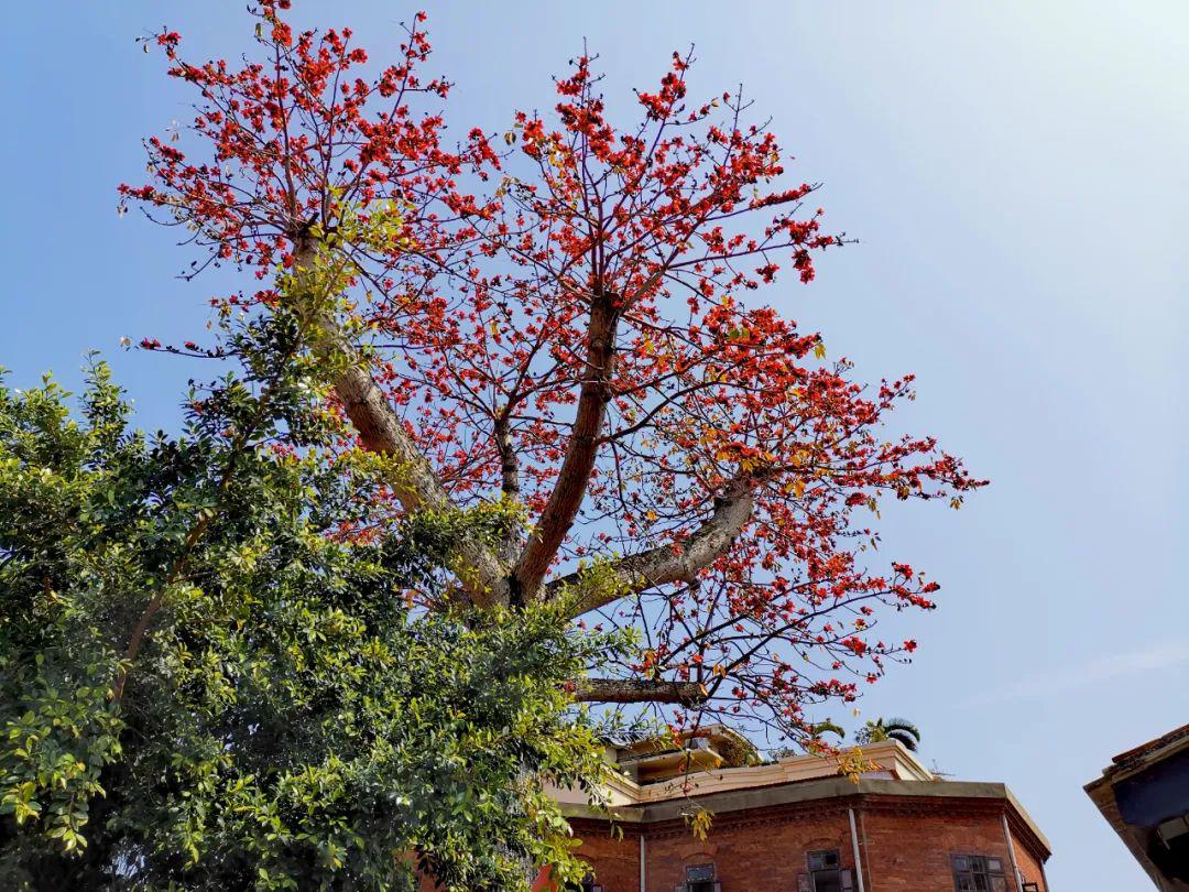 "我必须是你近旁的一株木棉,作为树的形象和你站在一起