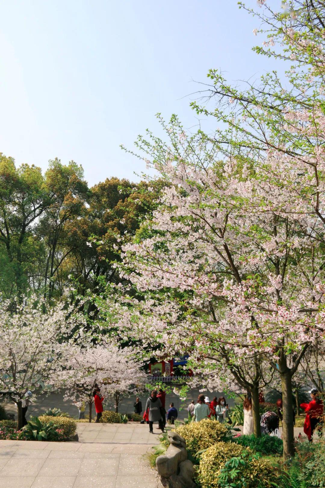 花期延長去南山植物園聆聽櫻花的告白