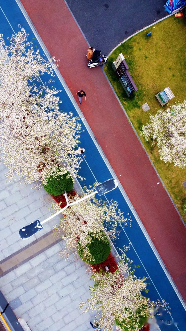 滨江最美跑道樱花全开了