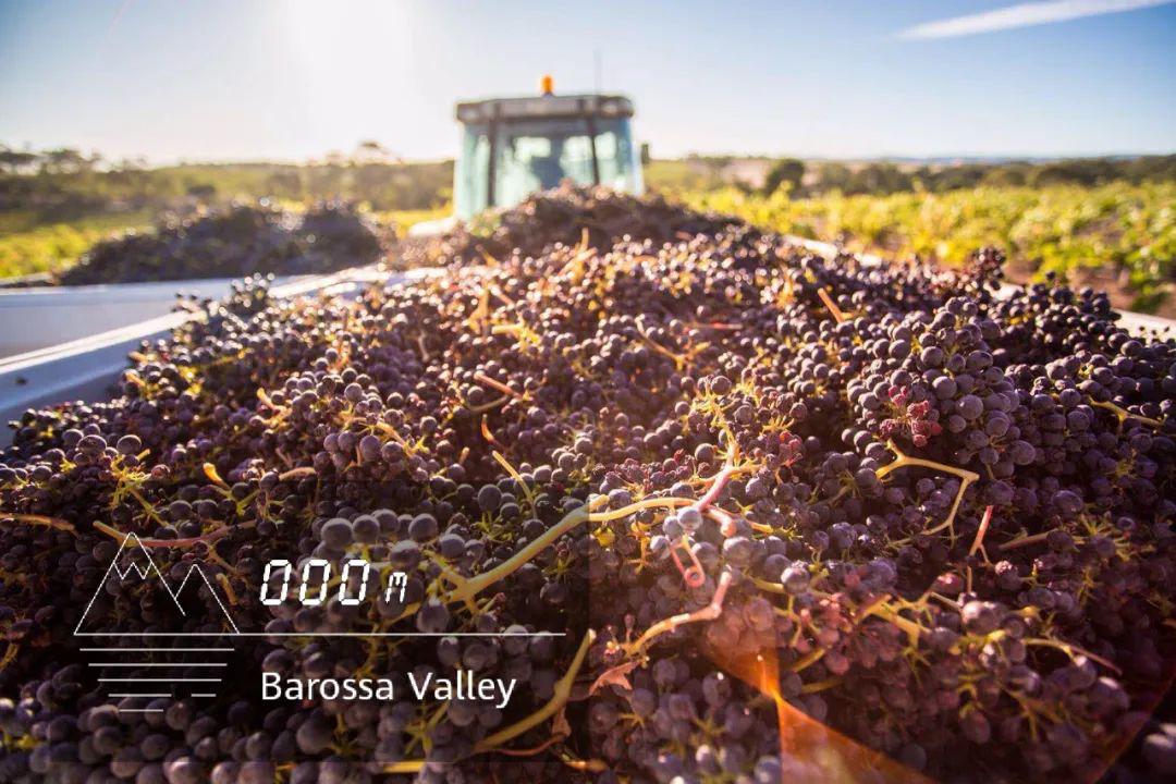 90澳洲酒受到冲击保乐力加可能失去2019整个年份葡萄酒微酿观察