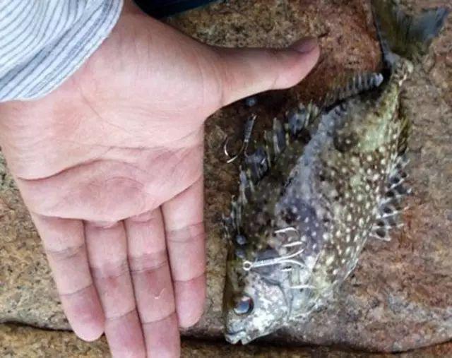 乌子婆学名蓝子鱼,在南方沿海叫做乌子婆,它的刺是带毒的,但鱼肉并没