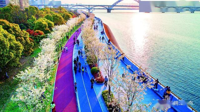 滨江最美跑道,樱花全开了!