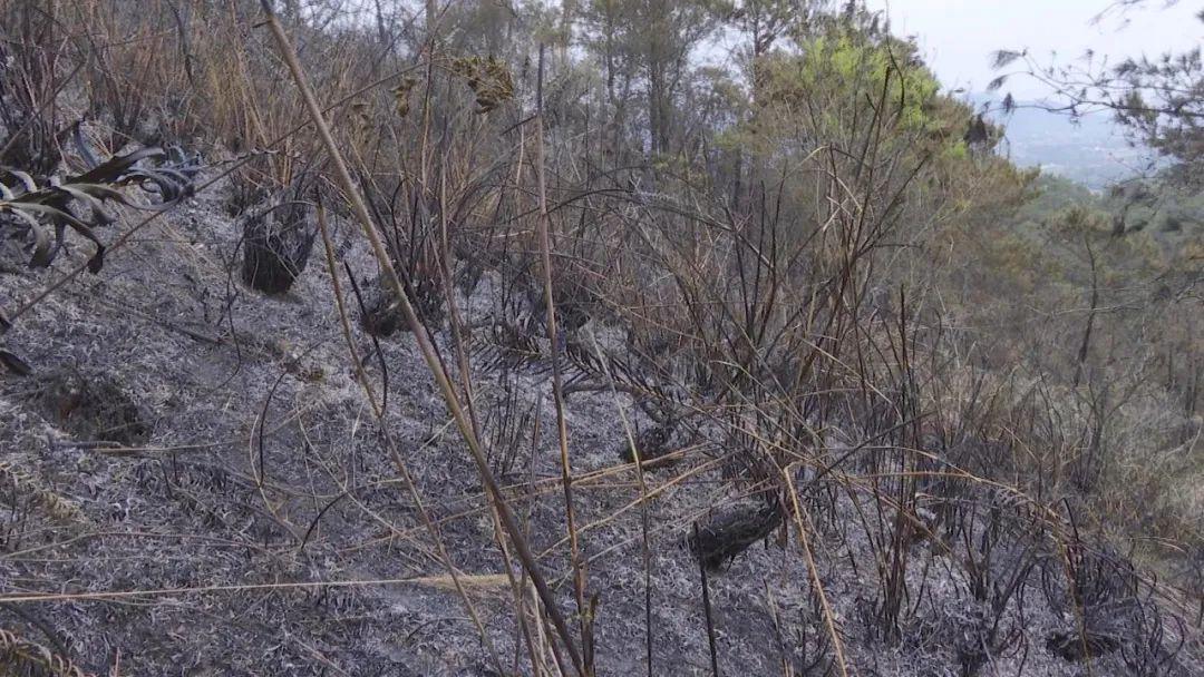 清明拜山变"烧山"!云浮一村民扫墓引发山火被抓!