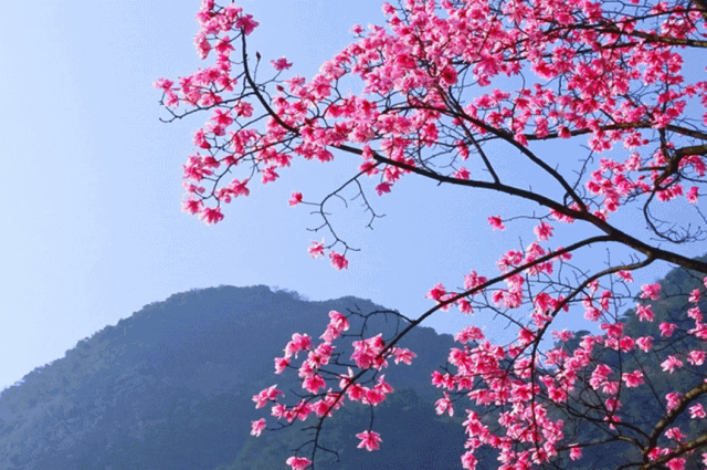 640_425gif 动态图 动图