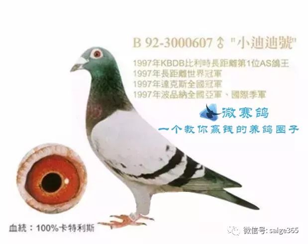 赏图一睹92年出生的大名鸽小迪迪真容