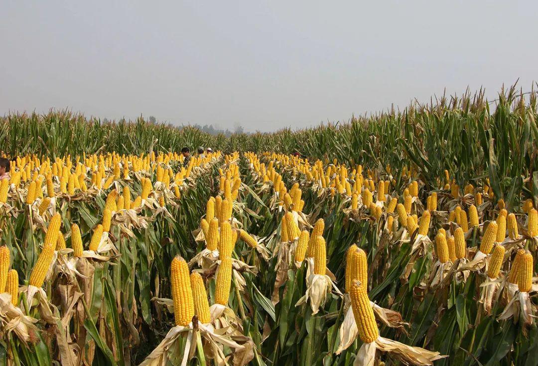 【农化科普】玉米高产的追肥技术